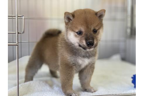 成約済の岡山県の豆柴-149774の14枚目