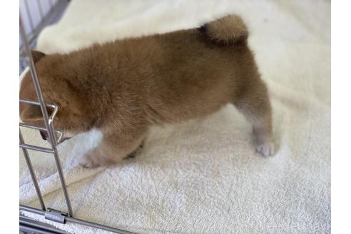 成約済の岡山県の豆柴-149774の13枚目