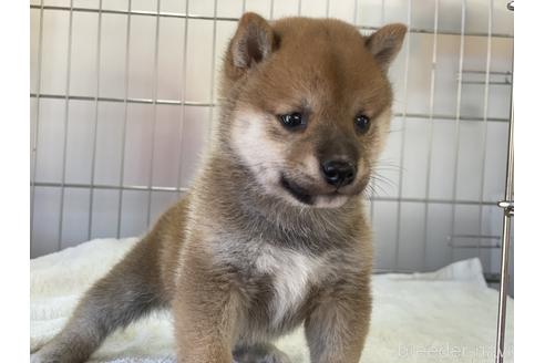 成約済の岡山県の豆柴-149774の12枚目