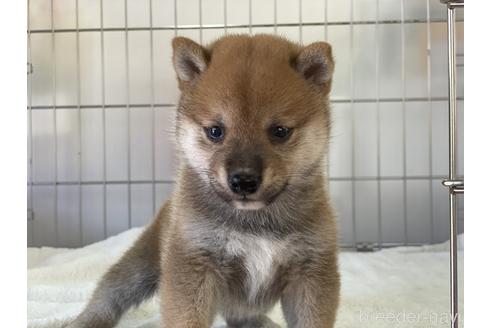 成約済の岡山県の豆柴-149774の11枚目