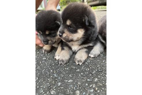 成約済の静岡県の柴犬-151405の1枚目