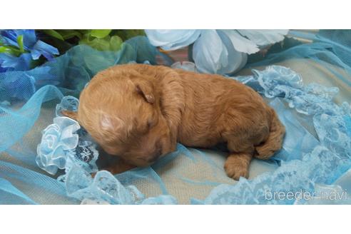 成約済の埼玉県のトイプードル-150982の54枚目