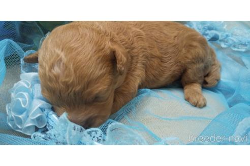 成約済の埼玉県のトイプードル-150982の52枚目