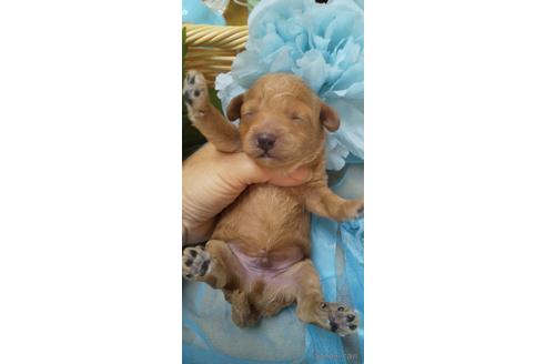 成約済の埼玉県のトイプードル-151406の79枚目