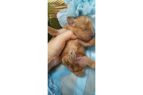 成約済の埼玉県のトイプードル-151408の54枚目