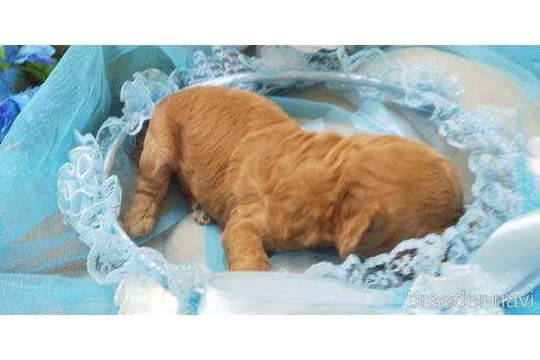 成約済の埼玉県のトイプードル-151408の53枚目