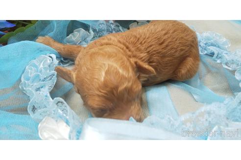 成約済の埼玉県のトイプードル-151408の52枚目