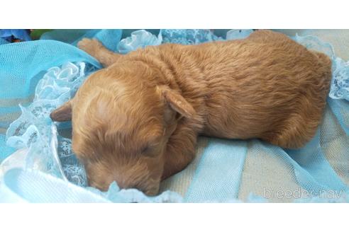 成約済の埼玉県のトイプードル-151408の50枚目