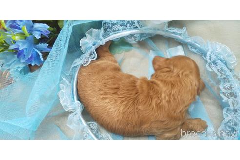 成約済の埼玉県のトイプードル-151408の49枚目