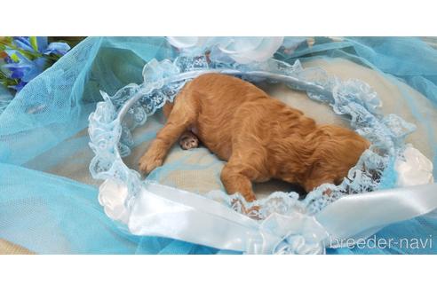 成約済の埼玉県のトイプードル-151408の47枚目