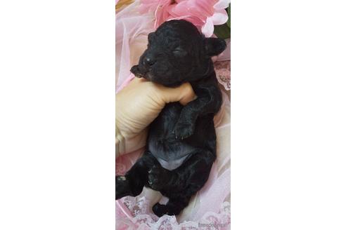 成約済の埼玉県のトイプードル-151409の57枚目