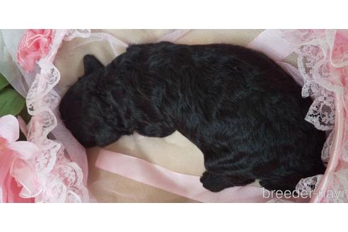 成約済の埼玉県のトイプードル-151409の55枚目