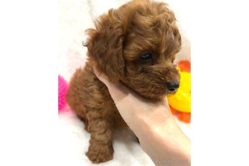 成約済の埼玉県のトイプードル-147981の30枚目