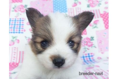 成約済の千葉県のパピヨン-151416の1枚目