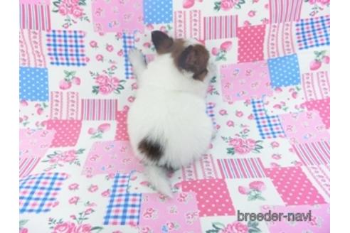 成約済の千葉県のパピヨン-151416の4枚目