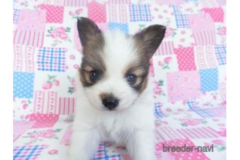 成約済の千葉県のパピヨン-151416の3枚目