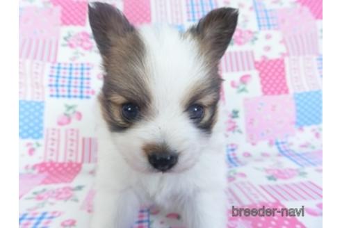 成約済の千葉県のパピヨン-151416の2枚目