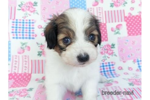 成約済の千葉県のパピヨン-151418の1枚目