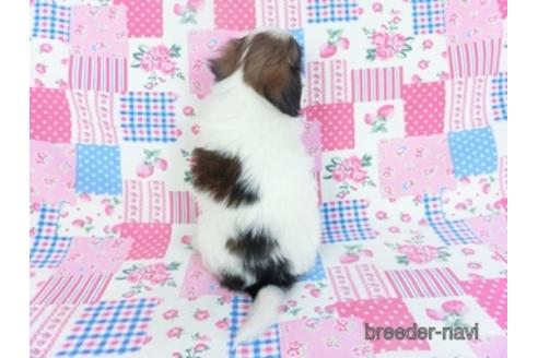 成約済の千葉県のパピヨン-151418の4枚目