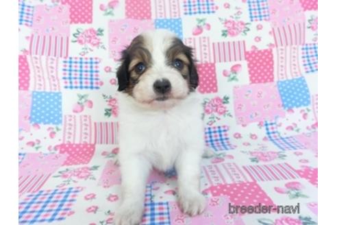 成約済の千葉県のパピヨン-151418の3枚目