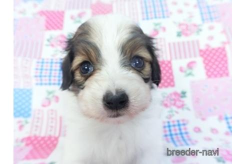 成約済の千葉県のパピヨン-151418の2枚目