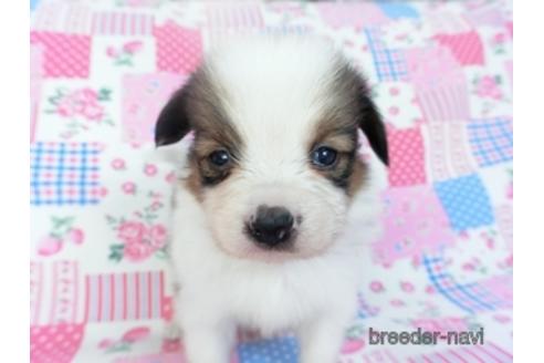 成約済の千葉県のパピヨン-151420の1枚目