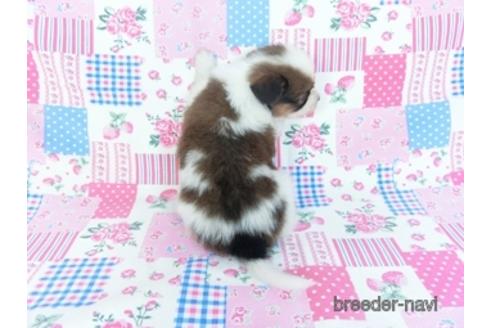 成約済の千葉県のパピヨン-151420の4枚目