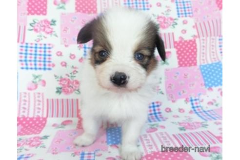 成約済の千葉県のパピヨン-151420の3枚目