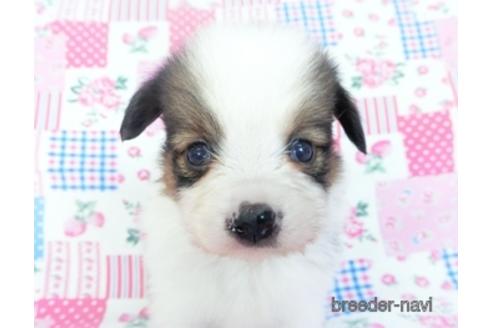 成約済の千葉県のパピヨン-151420の2枚目