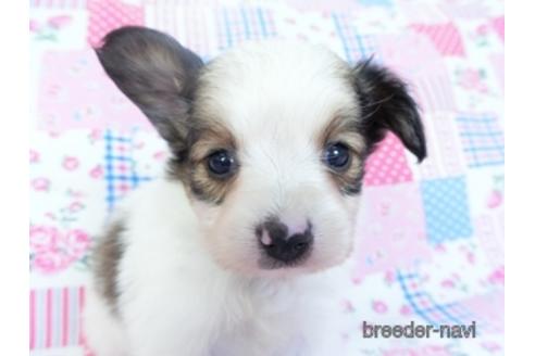 成約済の千葉県のパピヨン-151422の1枚目