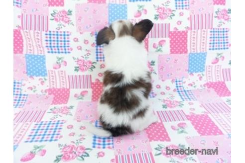 成約済の千葉県のパピヨン-151422の4枚目