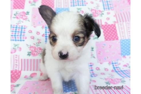 成約済の千葉県のパピヨン-151422の3枚目