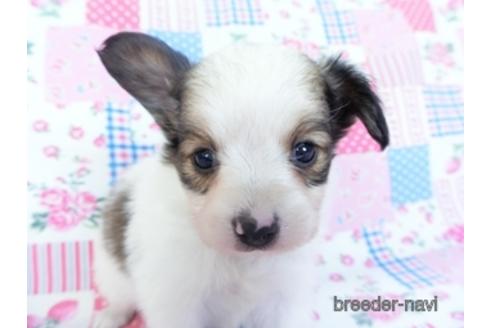 成約済の千葉県のパピヨン-151422の2枚目