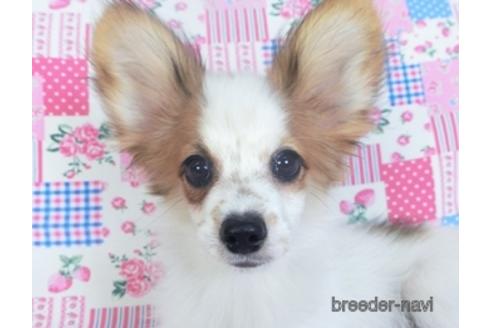 成約済の千葉県のパピヨン-141938