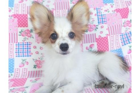 成約済の千葉県のパピヨン-141938の3枚目