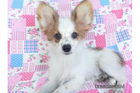 成約済の千葉県のパピヨン-141938の2枚目