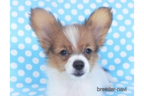 成約済の千葉県のパピヨン-151442の1枚目