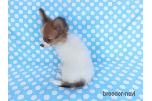 成約済の千葉県のパピヨン-151442の4枚目