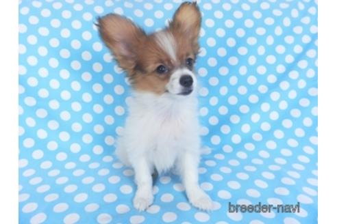 成約済の千葉県のパピヨン-151442の3枚目