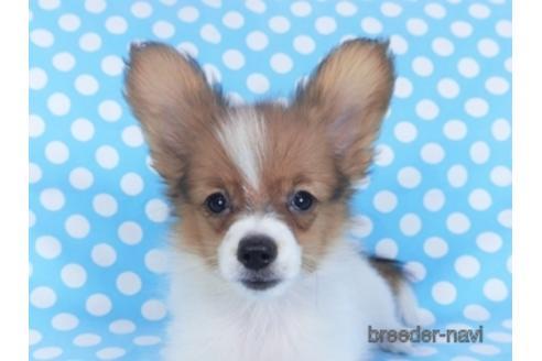 成約済の千葉県のパピヨン-151442の2枚目