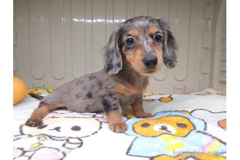 成約済の福岡県のカニンヘンダックスフンド(ロングヘアード)-144518の7枚目