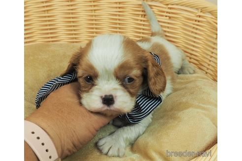 成約済の埼玉県のキャバリアキングチャールズスパニエル-151496の1枚目