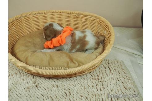 成約済の埼玉県のキャバリアキングチャールズスパニエル-151504の3枚目