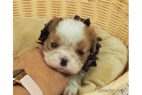 成約済の埼玉県のキャバリアキングチャールズスパニエル-151507の1枚目