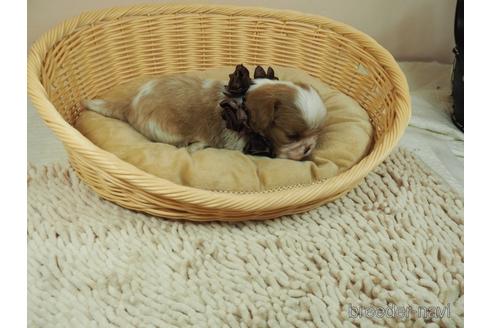 成約済の埼玉県のキャバリアキングチャールズスパニエル-151507の5枚目