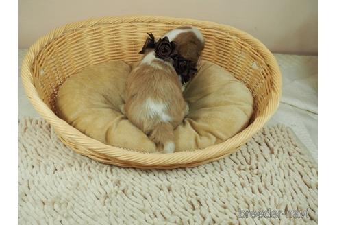成約済の埼玉県のキャバリアキングチャールズスパニエル-151507の3枚目