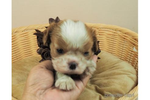 成約済の埼玉県のキャバリアキングチャールズスパニエル-151507の2枚目