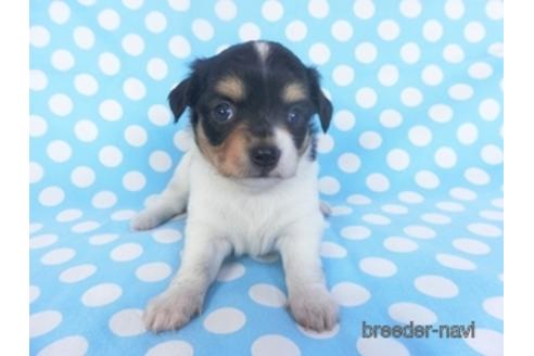 成約済の千葉県のチワワ(ロングコート)-151509の3枚目