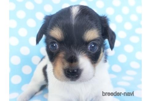 成約済の千葉県のチワワ(ロングコート)-151509