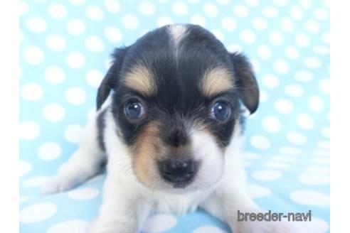 成約済の千葉県のチワワ(ロングコート)-151509の2枚目